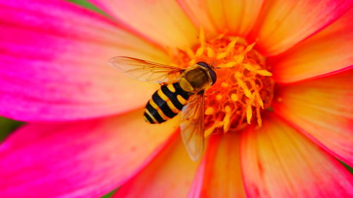 Close-up of bee pollinating on pink flower