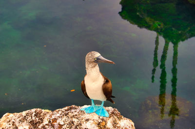 High angle view of bird perching on lake