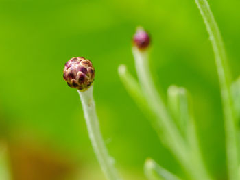 Close-up of flower bud