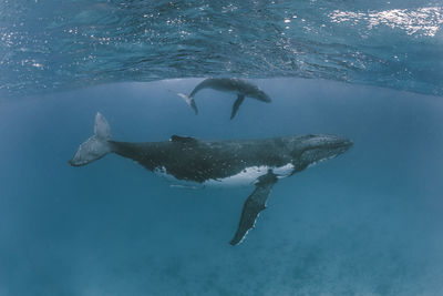 Whales swimming in sea