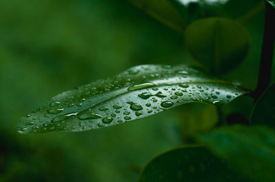 Close-up of water drops on leaves