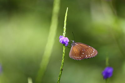 Close-up of butterfly pollinating on purple flower