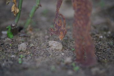 Close-up of butterfly on ground