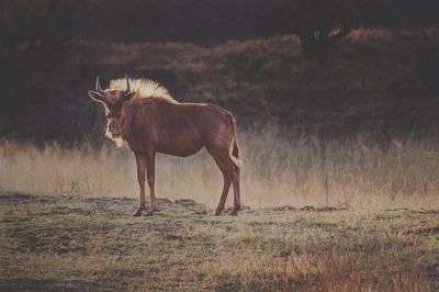 Horse standing in field