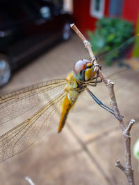 Close-up of dragonfly on wood