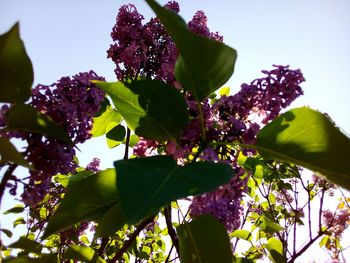 Low angle view of purple flowering plant against sky