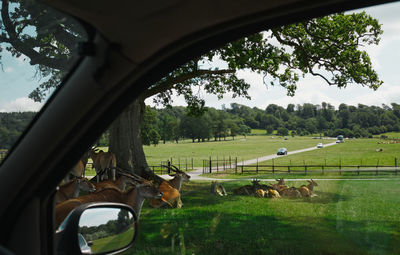 View of a horse on field