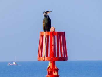 Bird perching on a sea against clear sky