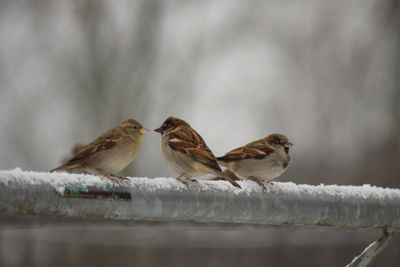 Close-up of bird perching on snow