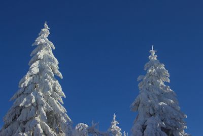 Low angle view of tree against clear blue sky