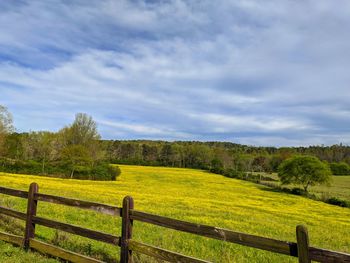 Scenic view of field against sky