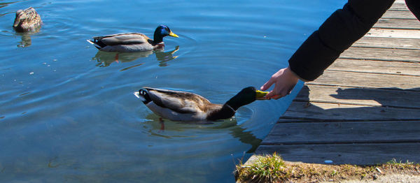 High angle view of ducks swimming in lake