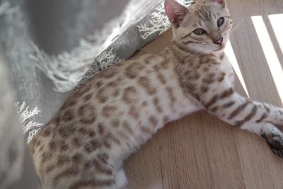 Portrait of bengal kitten resting on floor