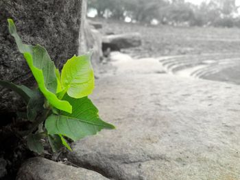 Close-up of plant