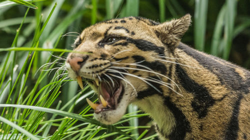 Close-up of a cat