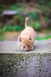 Portrait of cat on floor