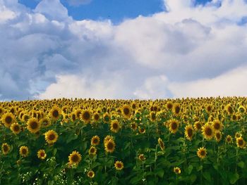 Close-up of sunflower field against sky