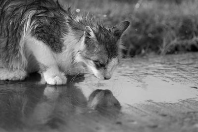 Close-up of squirrel drinking water