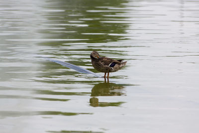 Bird swimming in lake