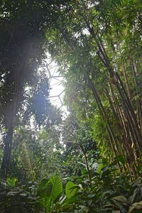 Low angle view of trees in forest