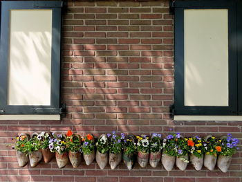 Potted plants in wooden shows against brick wall