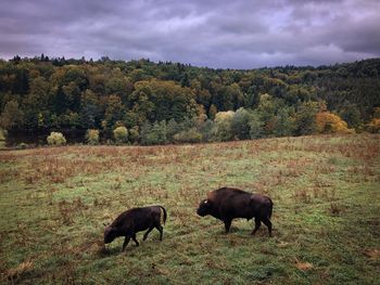 Two bisons grazing in the wild in autumn