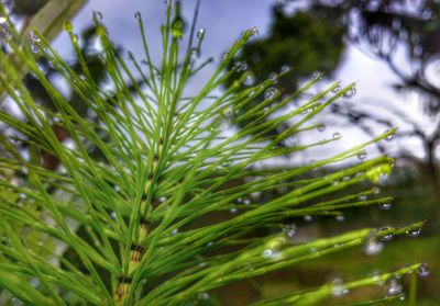 Close-up of plant