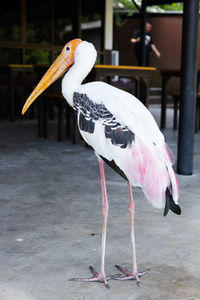 Close-up of pelican