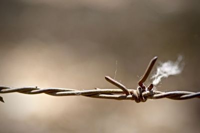 Extreme close-up of barbed wire fence