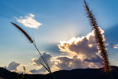 Low angle view of stalks against sky during sunset