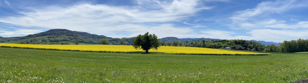 Scenic view of field against sky