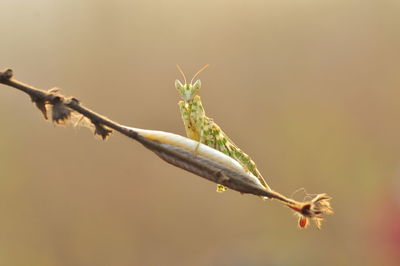 Close-up of insect on flower