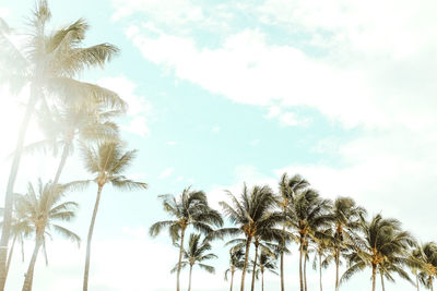 Low angle view of palm trees against sky