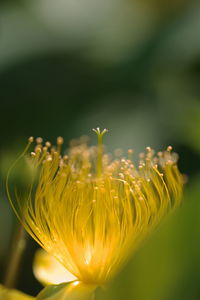 Close-up of yellow flowering plant