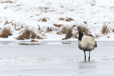 Black-necked crane on frozen lakeshore