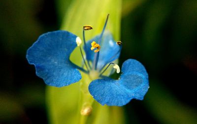 Close-up of blue flower