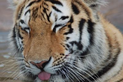 Close-up of tiger with eyes closed