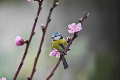 Close-up of pink perching on flower