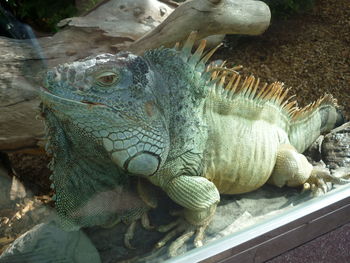 iguana