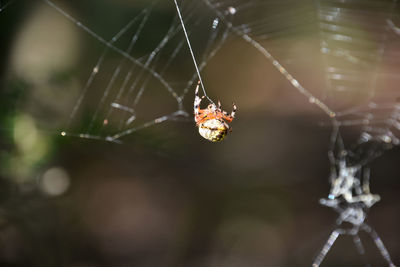 Orbweaver spider with thread coming out of the spiders abdomen.
