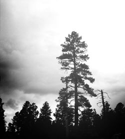 Low angle view of trees against cloudy sky