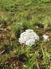 Close-up of white flowers growing on field