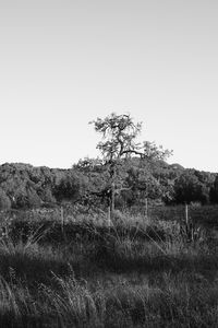 Tree on field against clear sky