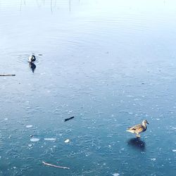 High angle view of ducks swimming in lake