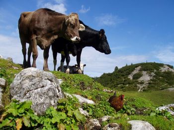 Cows on rock against sky