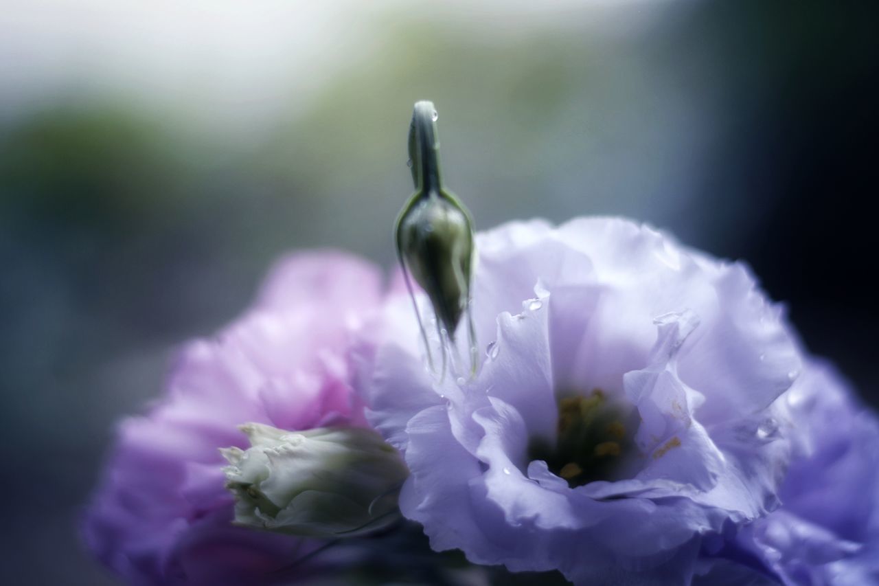 CLOSE-UP OF PURPLE FLOWERING PLANTS