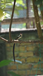 Close-up of bird perching on branch