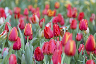 Beautiful bouquet of fresh colorful tulips.