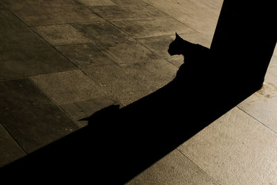 High angle view of cat shadow on tiled floor