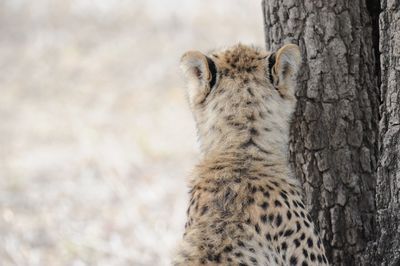 Portrait of cat on tree trunk